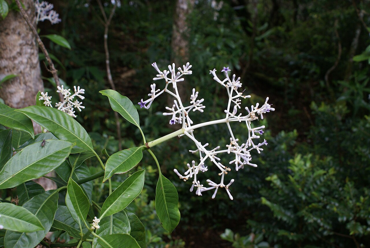 Chassalia