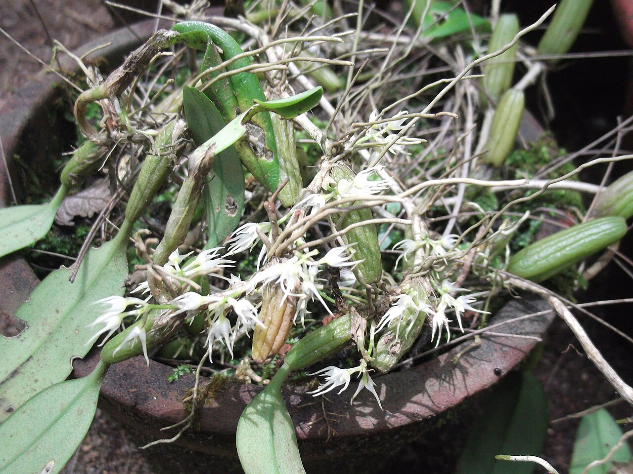 Bulbophyllum cauliflorum