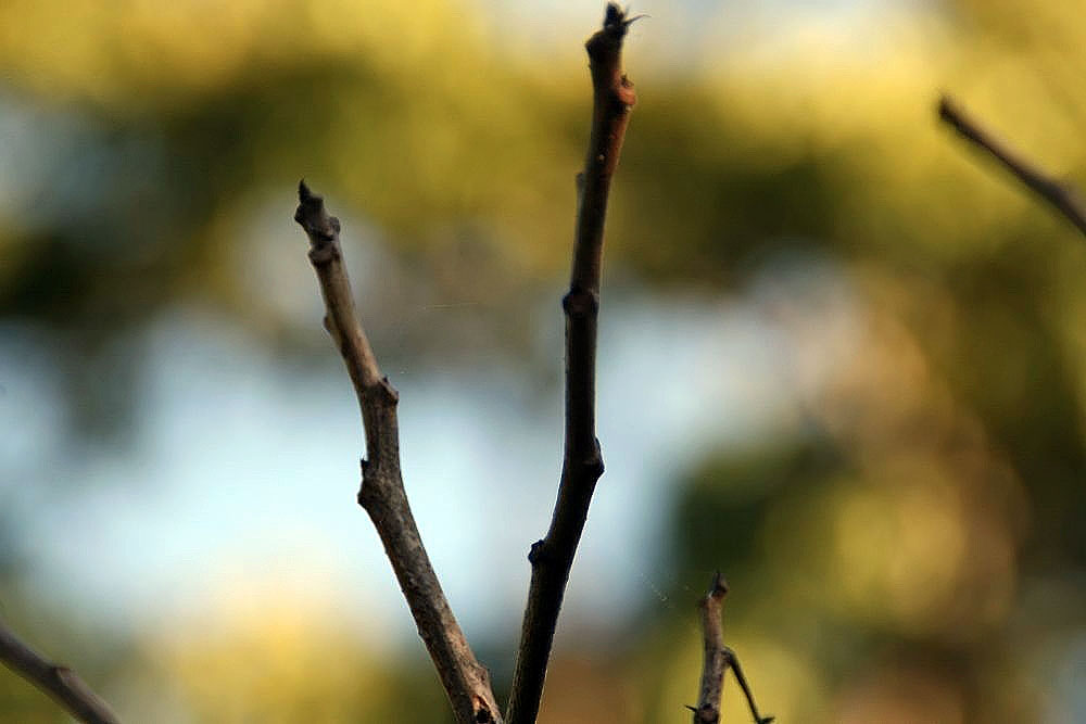 Adansonia gibbosa