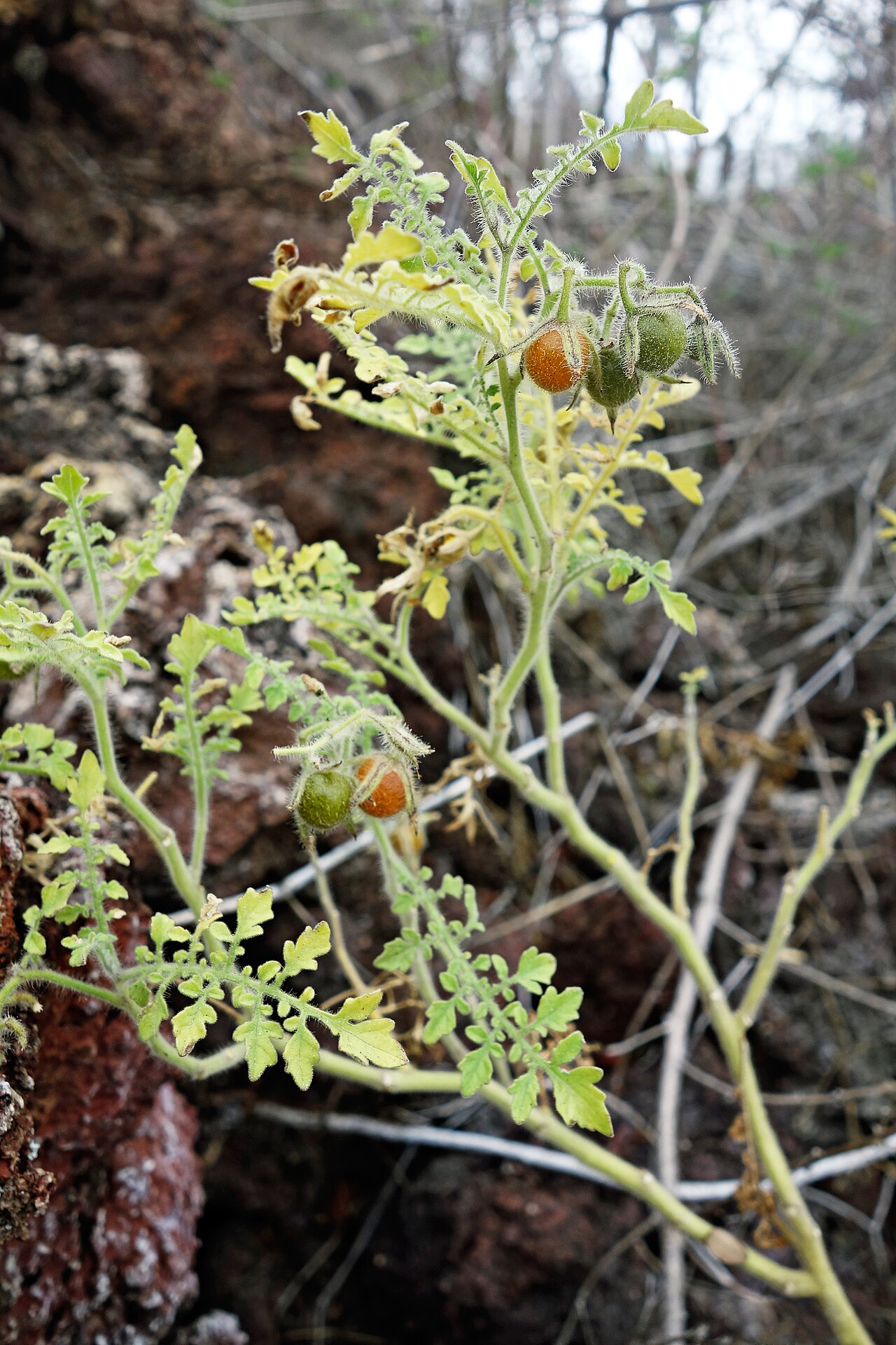 Solanum cheesmaniae