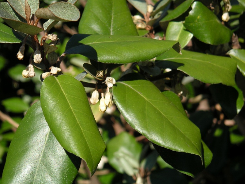 Elaeagnus ×ebbingei
