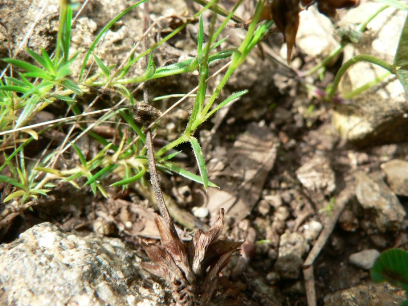 Sagina alexandrae