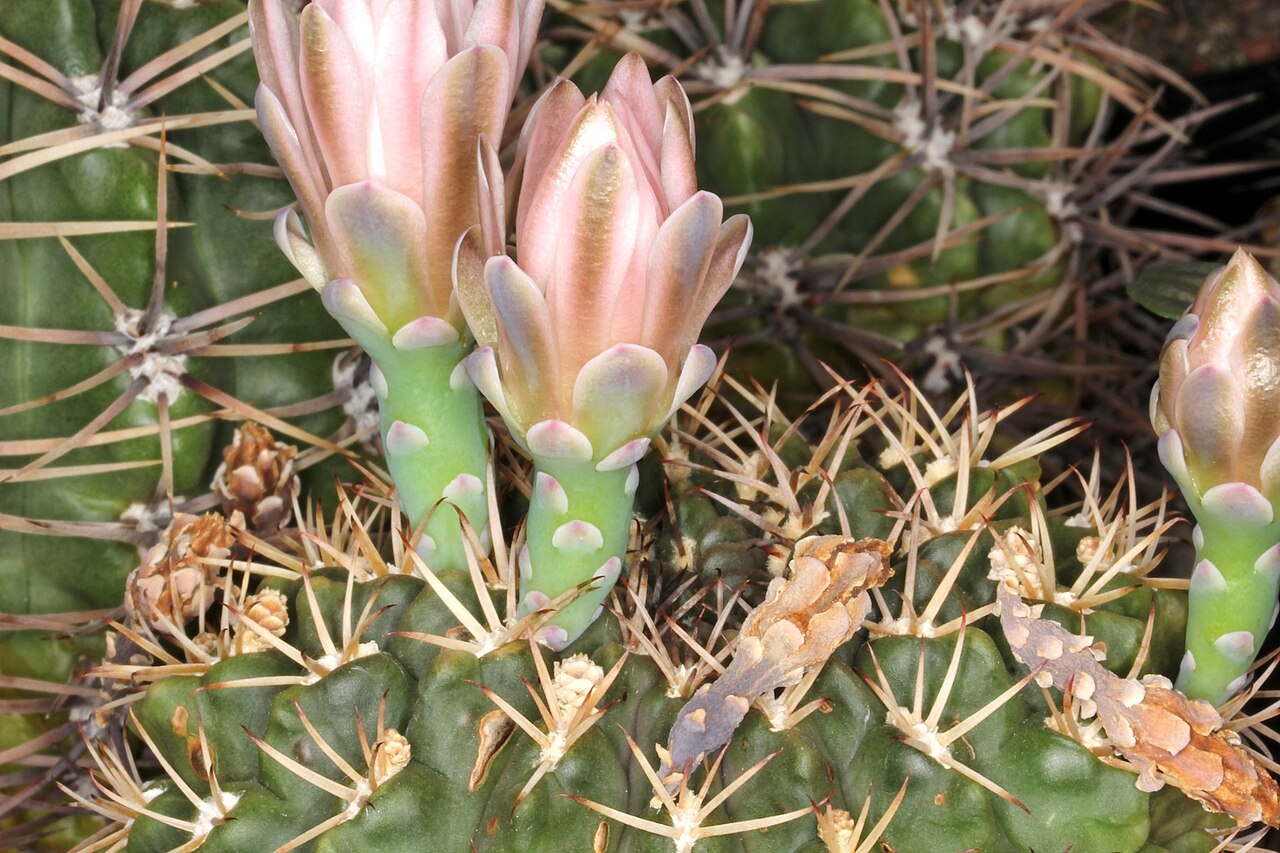 Gymnocalycium marsoneri