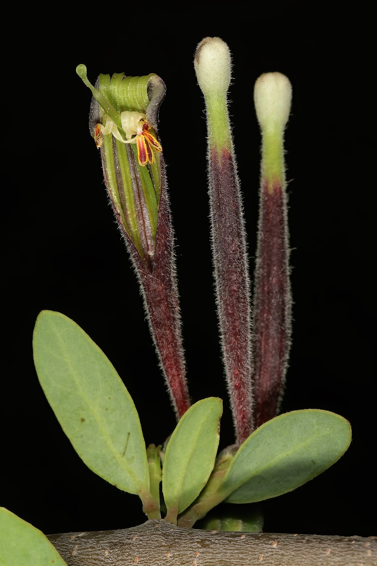 Tapinanthus quequensis