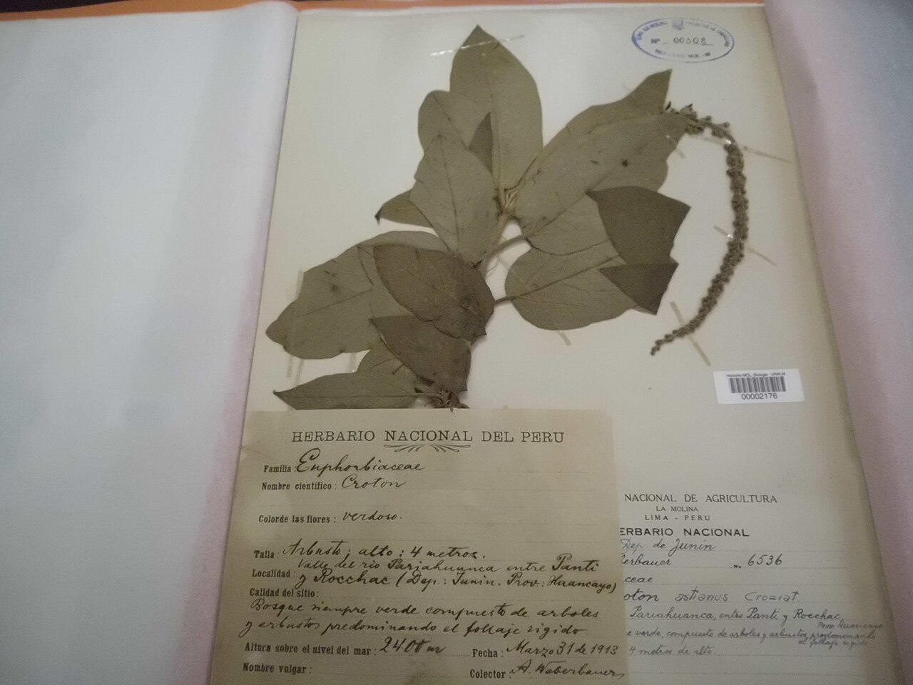 Croton astianus
