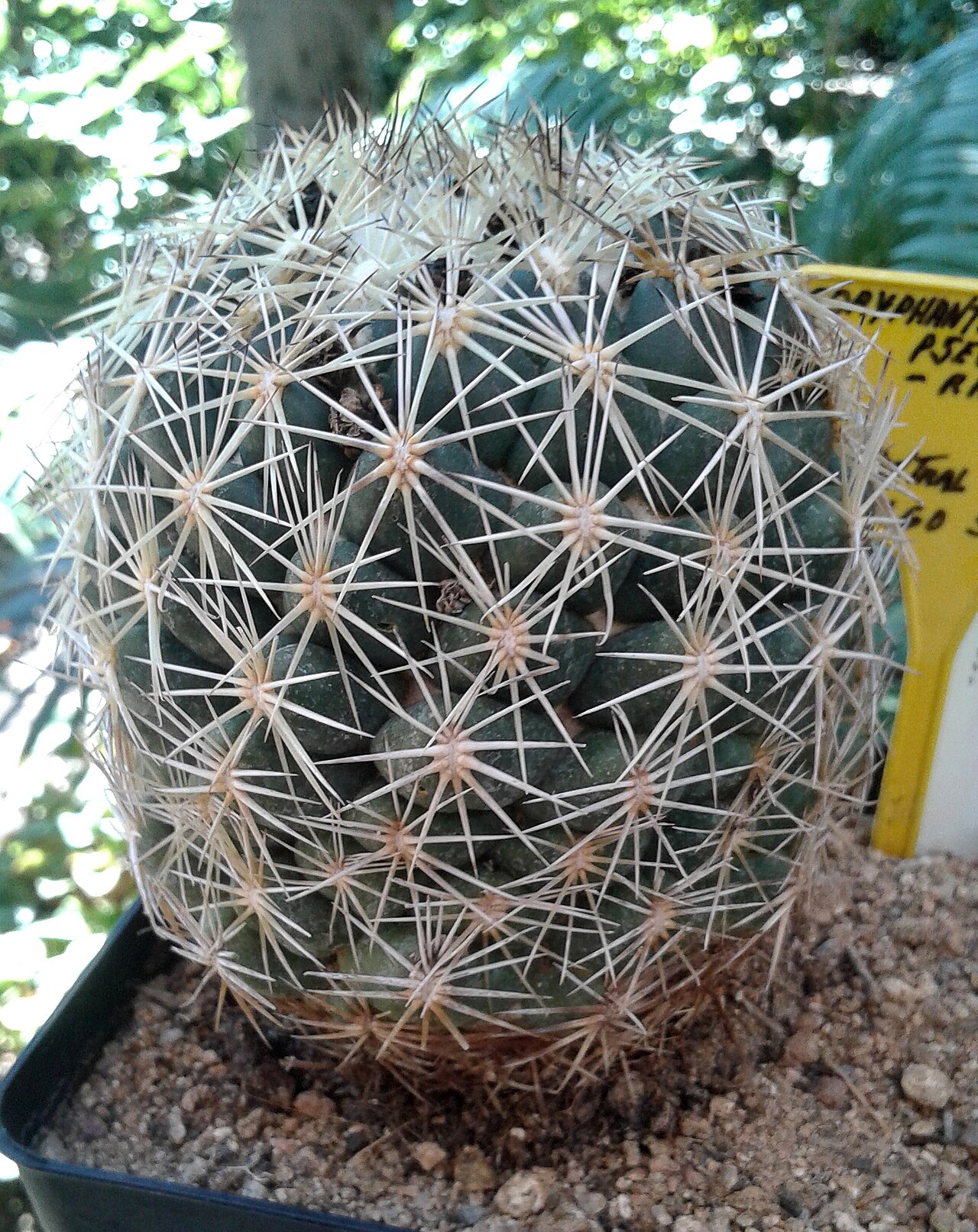 Coryphantha pseudoradians