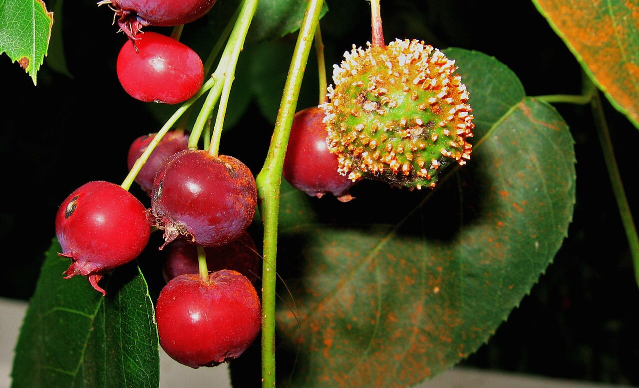 Gymnosporangium clavipes