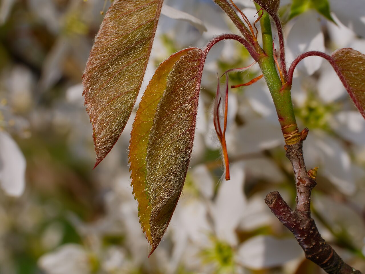 Amelanchier × lamarckii