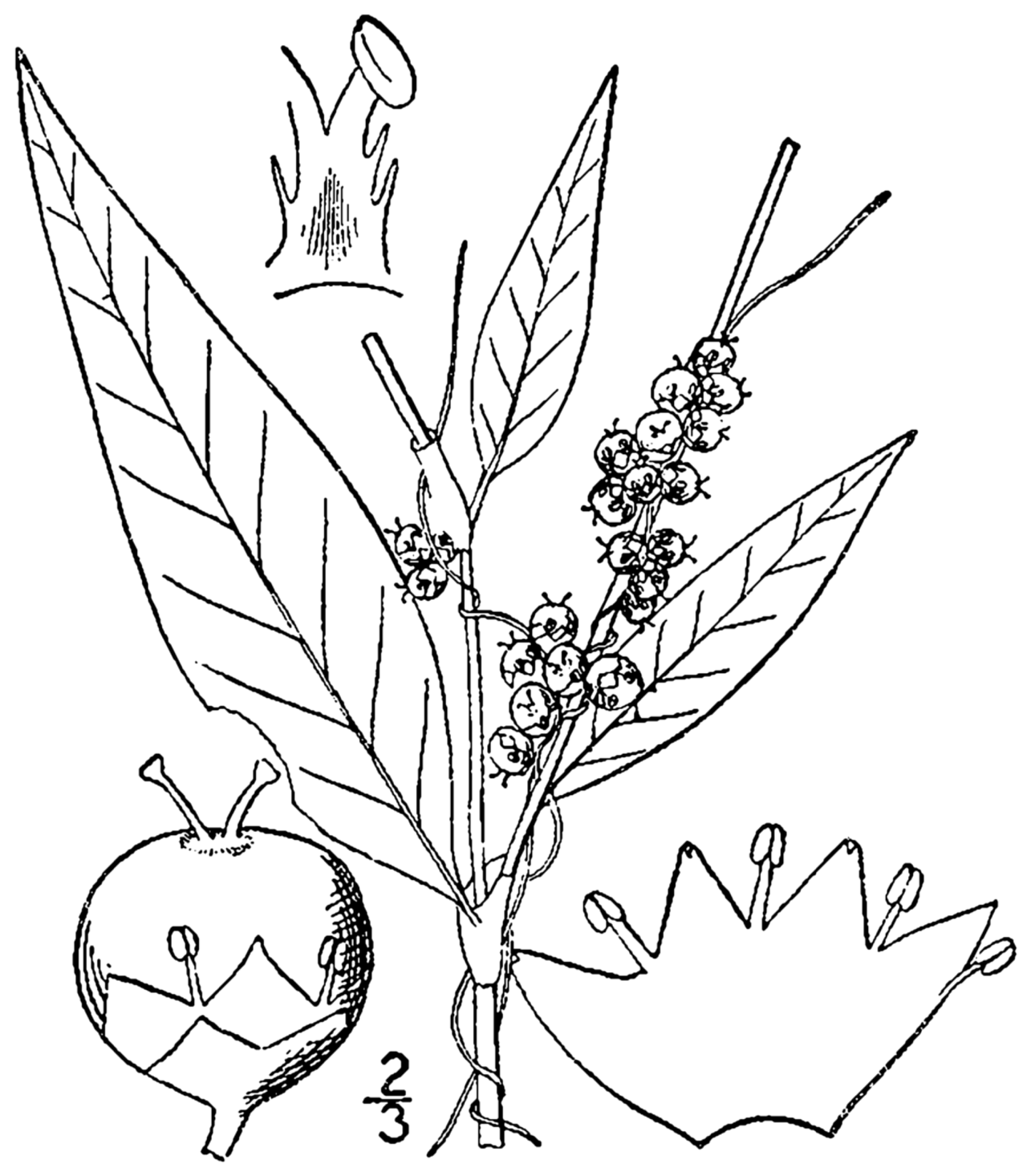 Cuscuta polygonorum