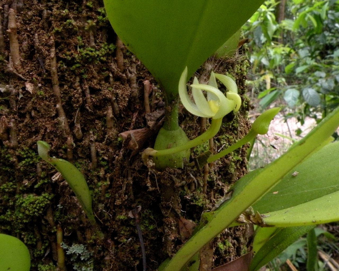 Fruit fly orchid