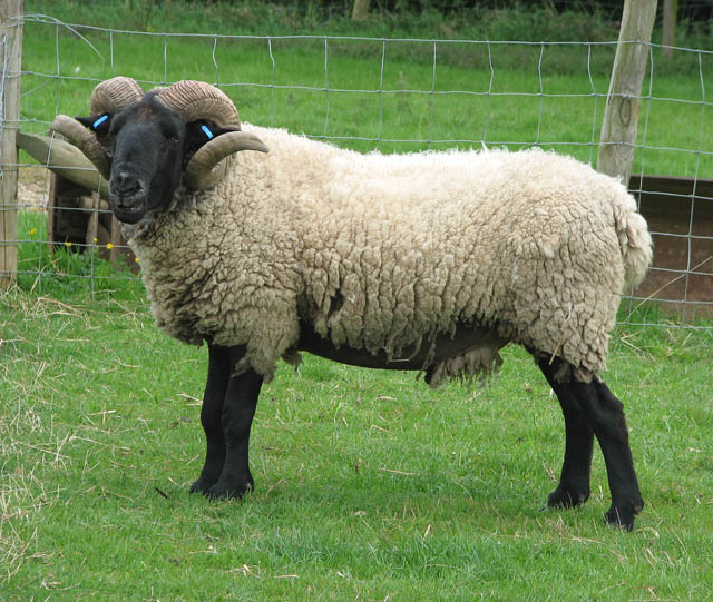 Norfolk Horn