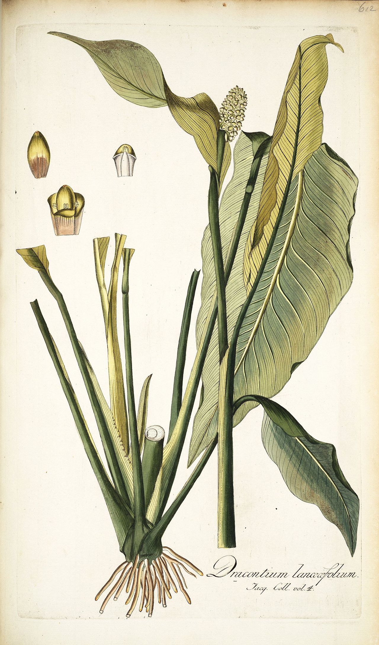 Spathiphyllum lanceifolium