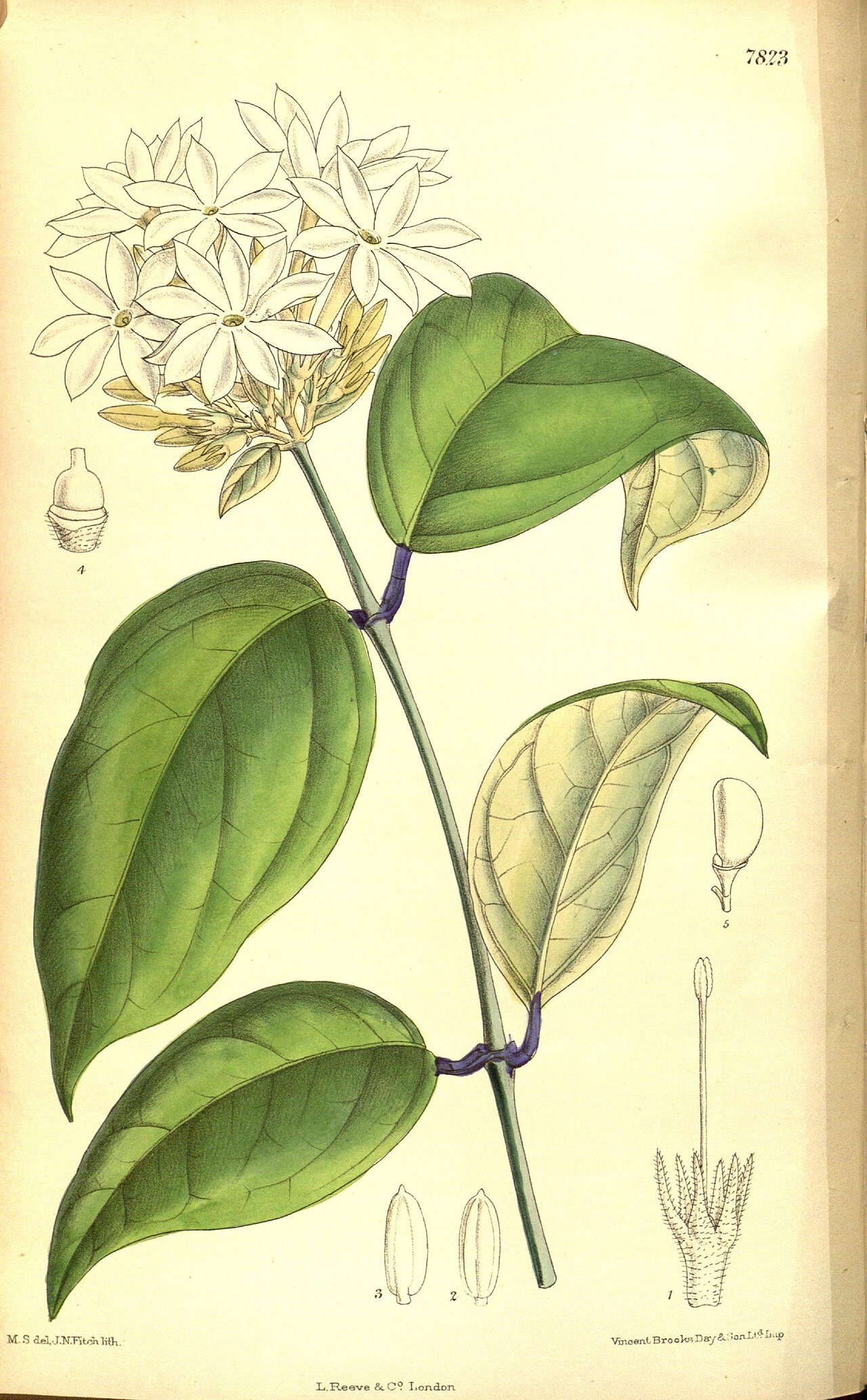 Jasminum maingayi