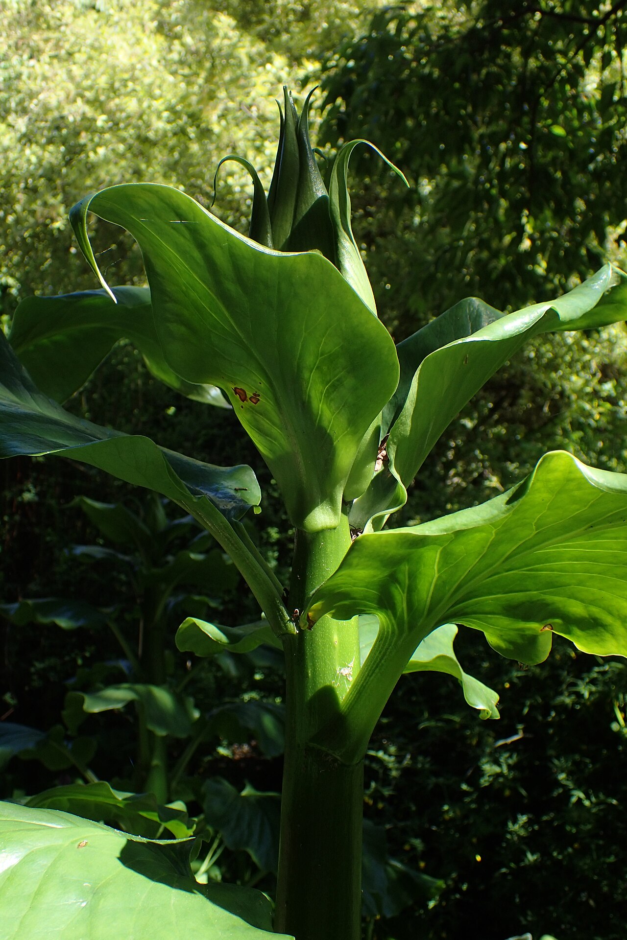 Cardiocrinum giganteum