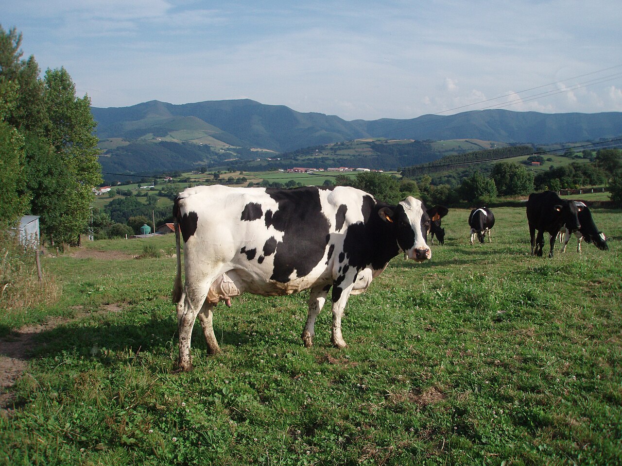 Holstein