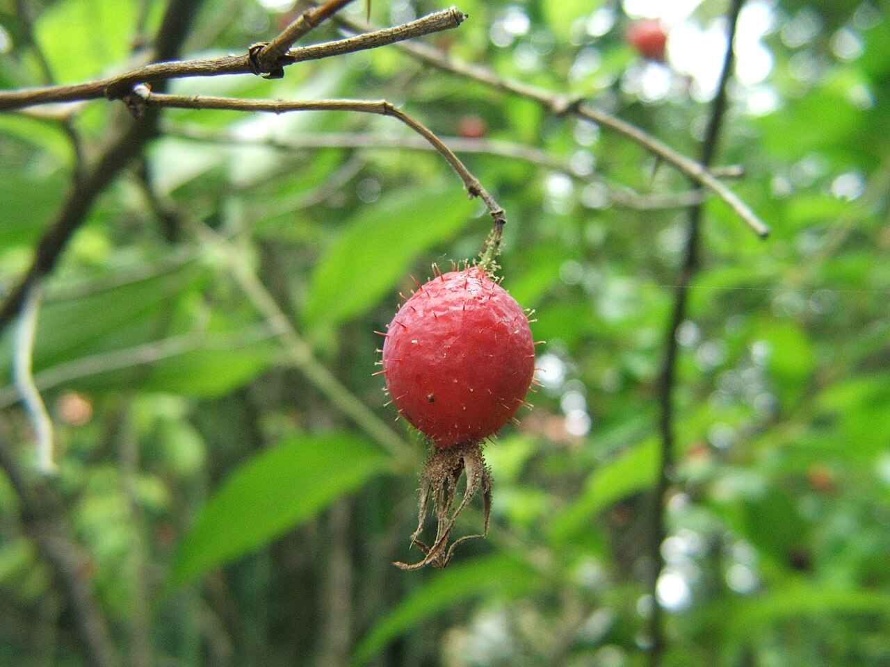 Rosa sancti-andreae
