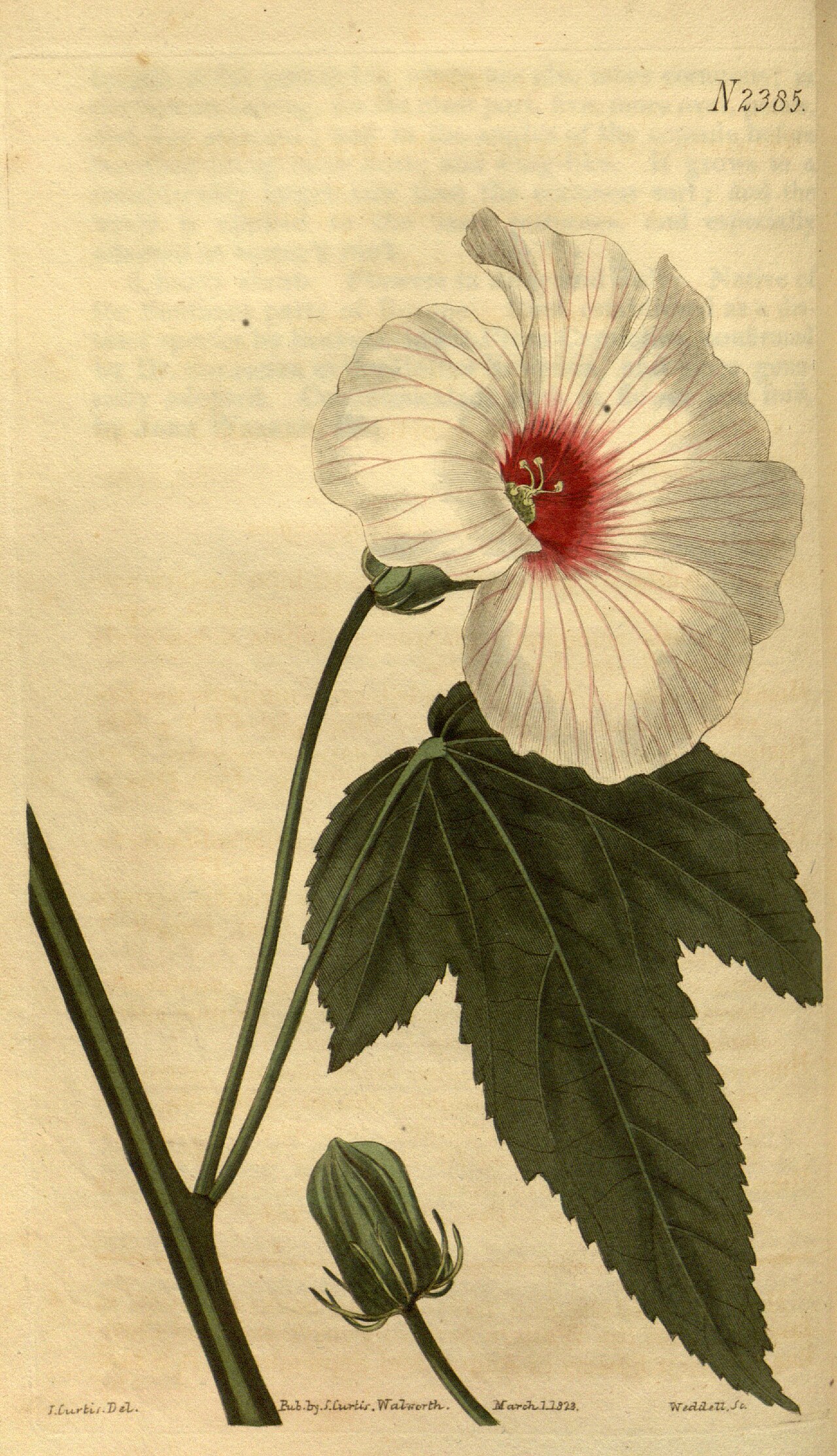 Hibiscus laevis