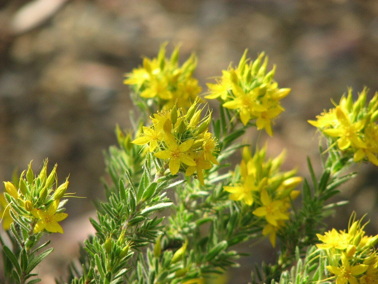 Calytrix aurea