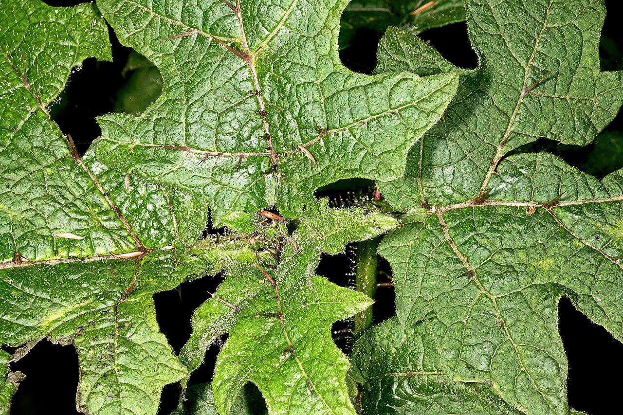 Solanum aculeatissimum