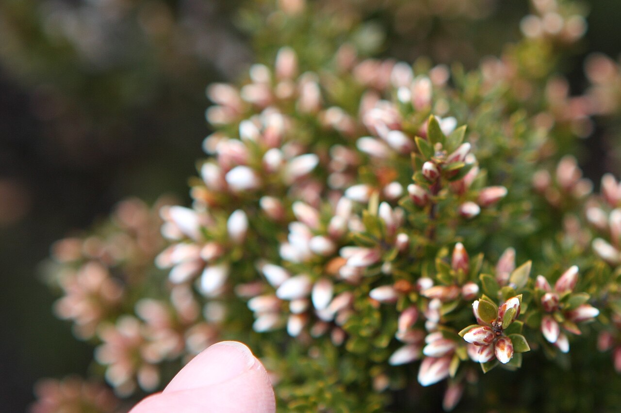 Boronia citriodora