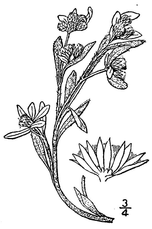 Gnaphalium palustre