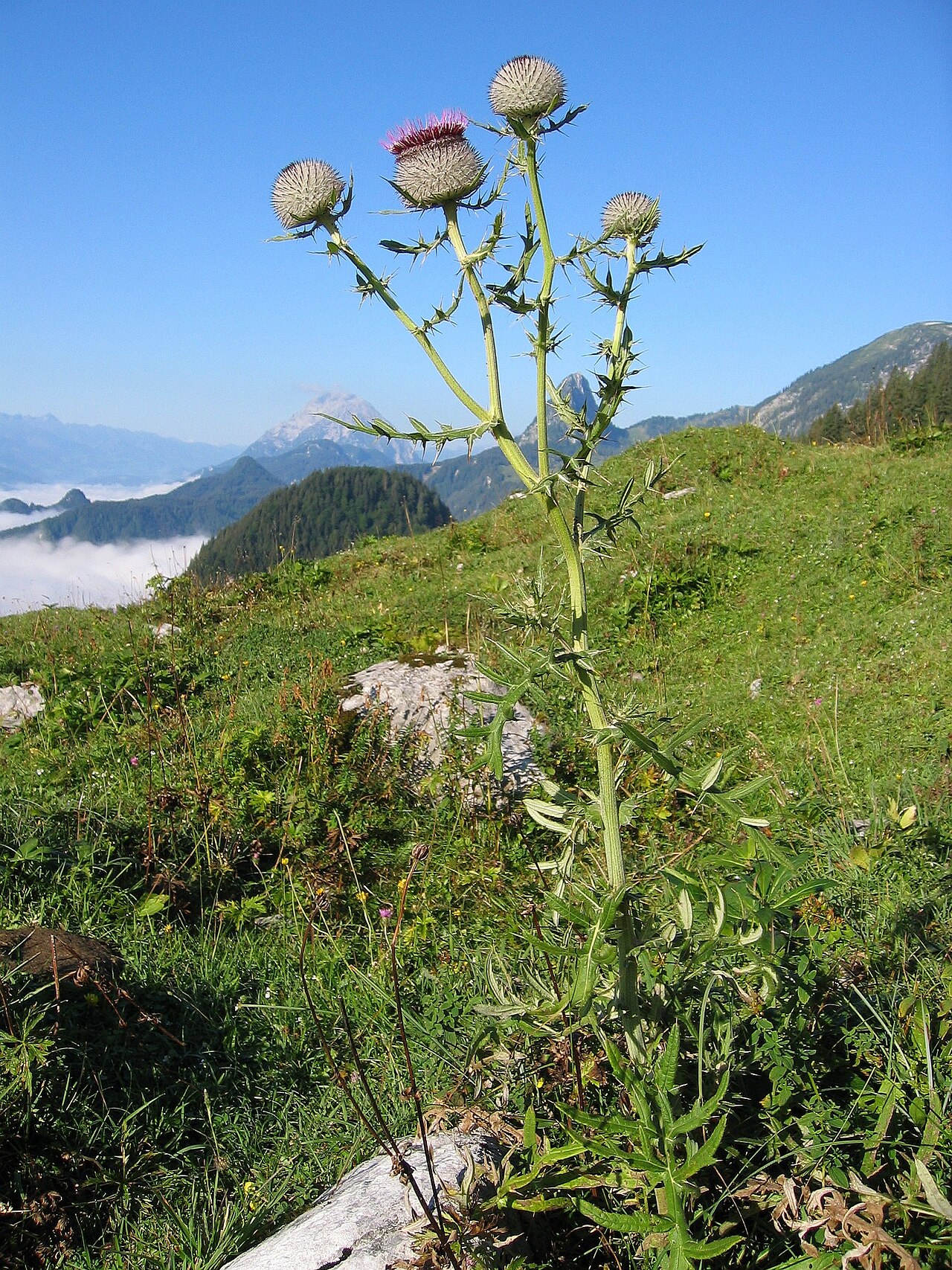 Cirsium chatenieri