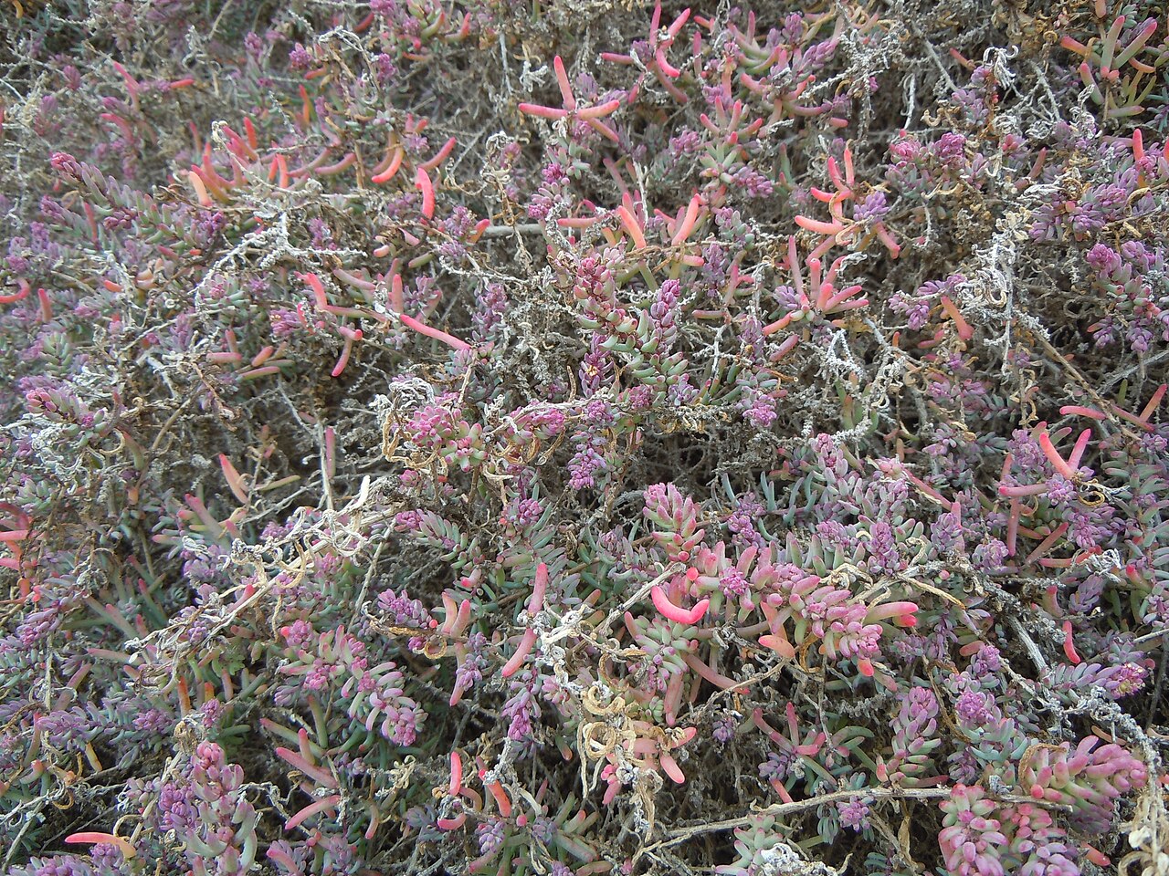 Suaeda physophora