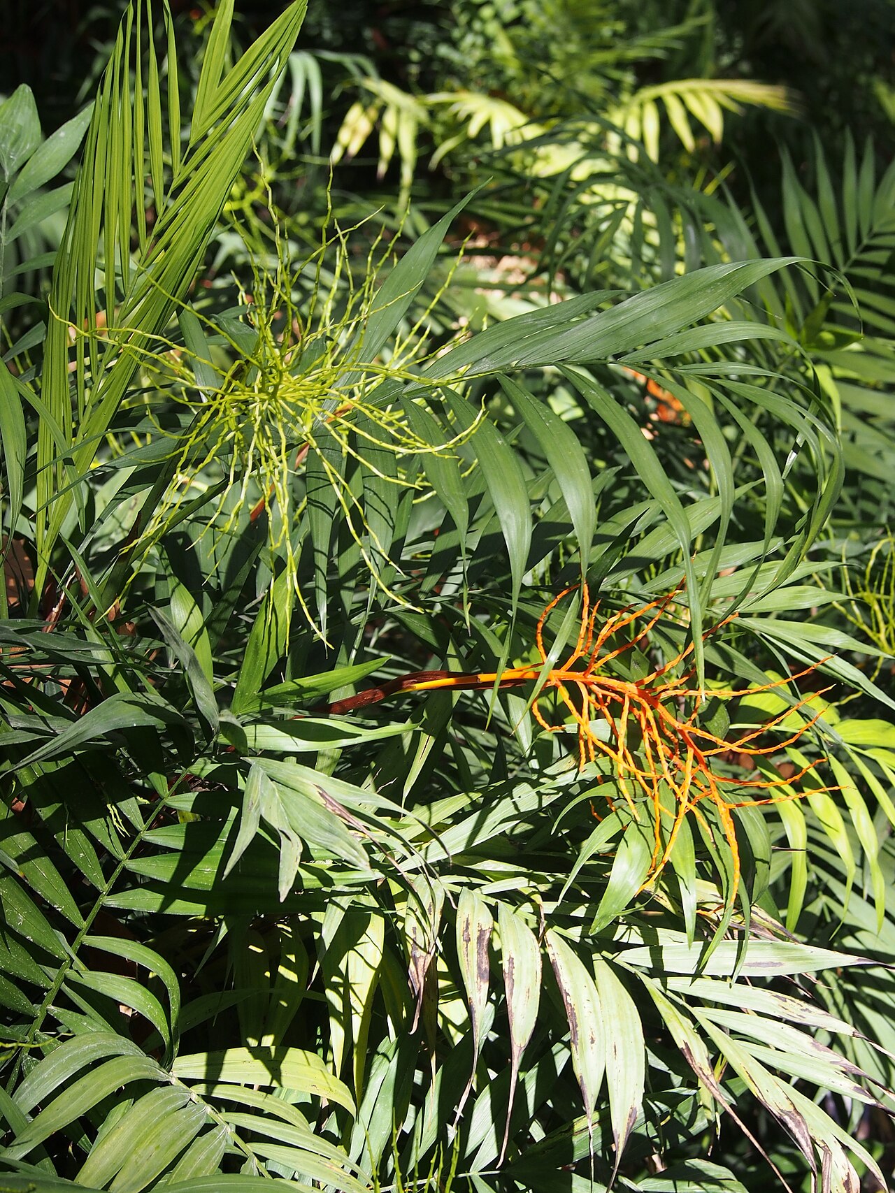 Chamaedorea elegans