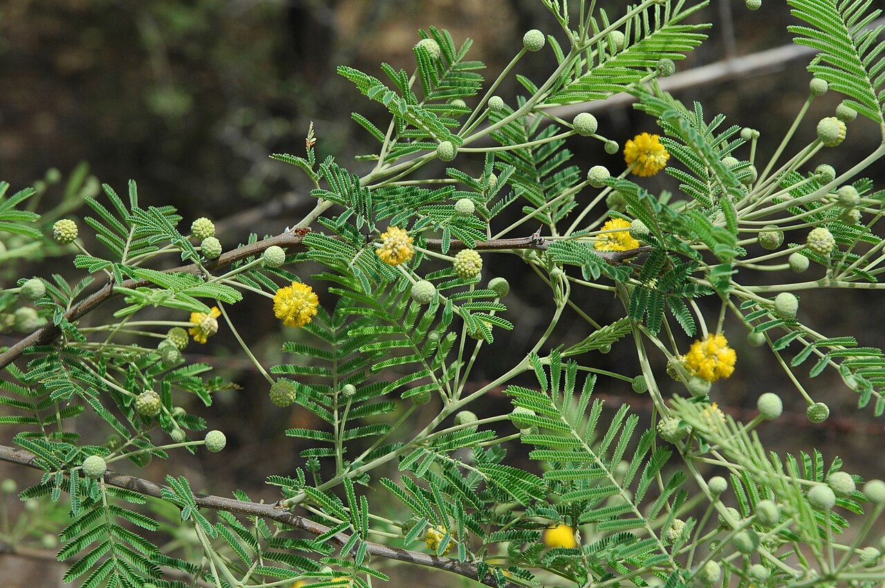 Acacia aroma