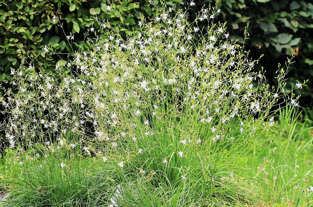 Branched St Bernard's-lily