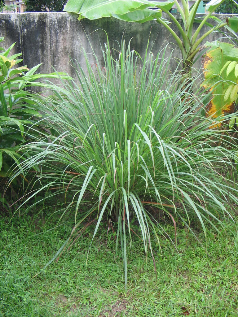 Cymbopogon schoenanthus