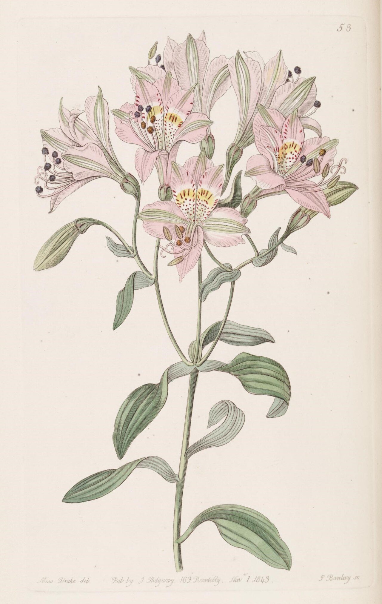 Alstroemeria chorillensis