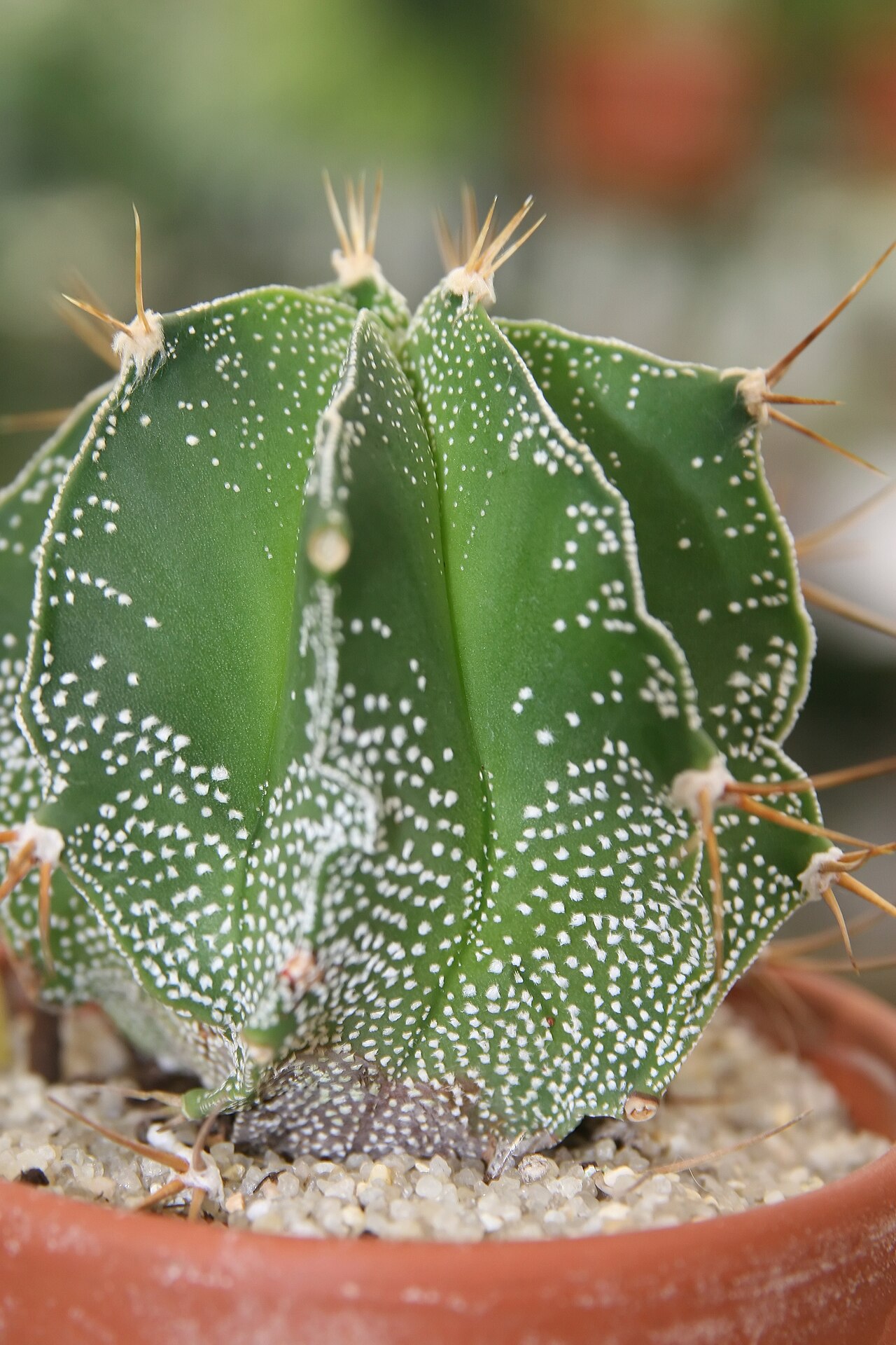 Astrophytum ornatum