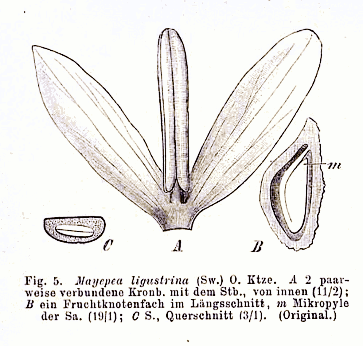 Chionanthus ligustrinus