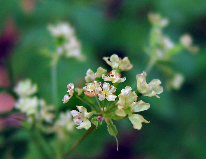 Osmorhiza brachypoda