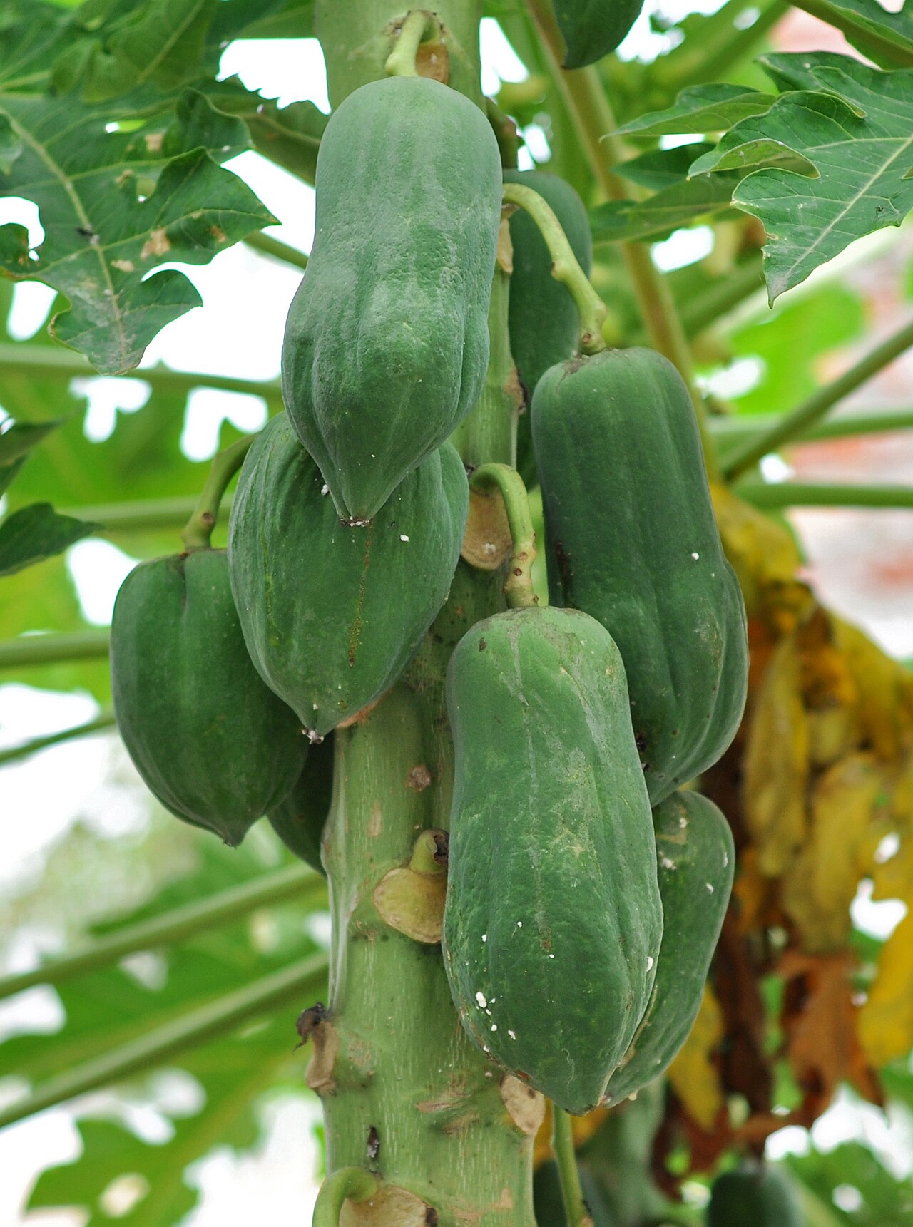 Carica papaya