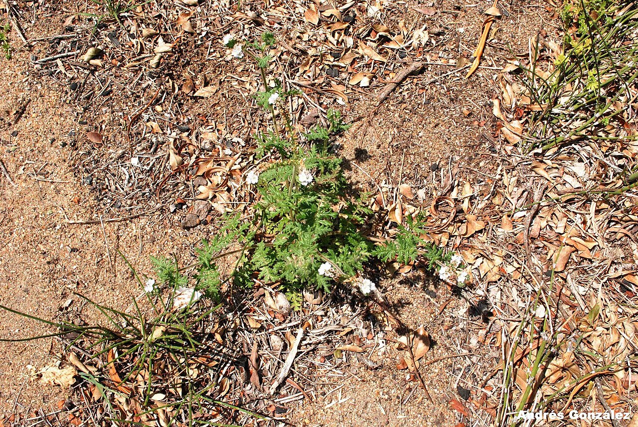 Phacelia artemisioides