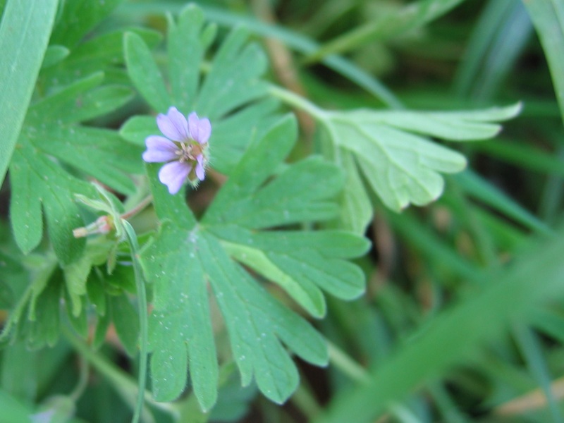 Small-flowered crane's-bill or small ger