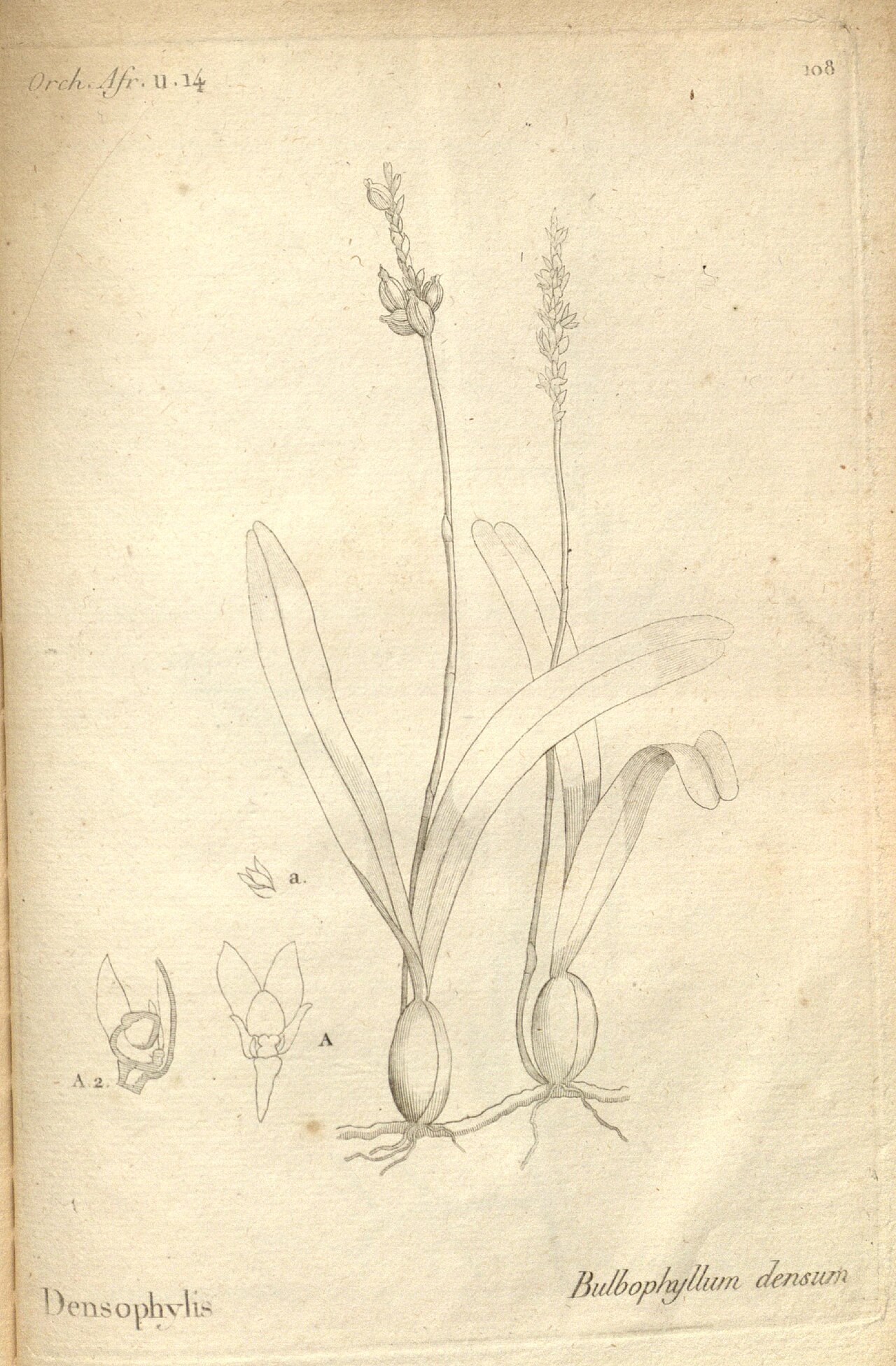 Bulbophyllum densum