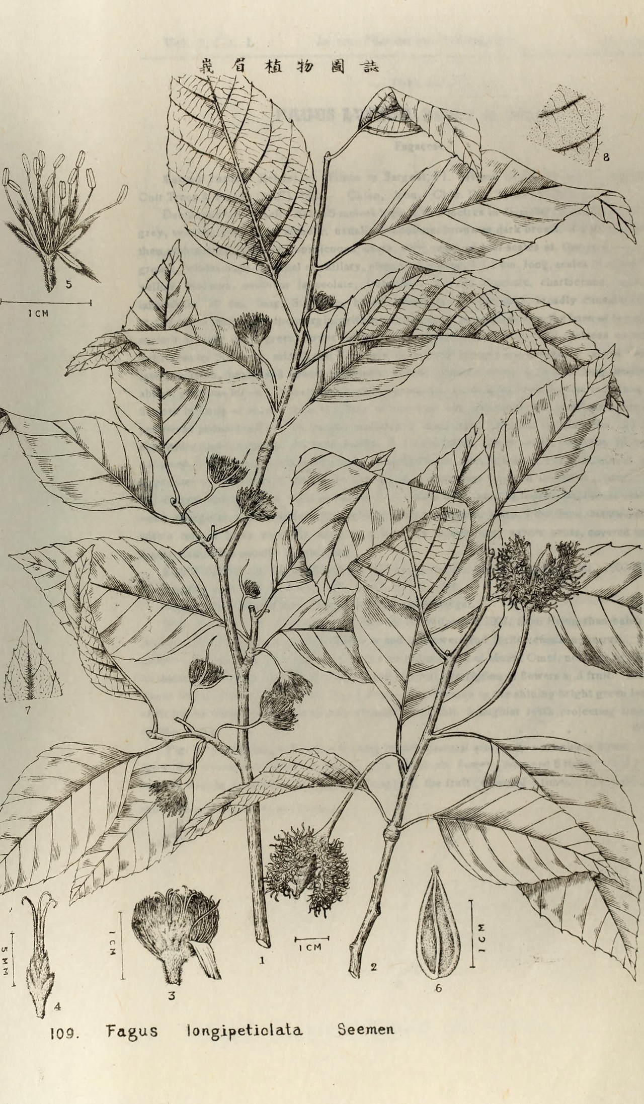 Fagus sinensis