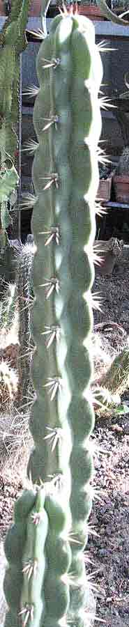 Corryocactus quadrangularis