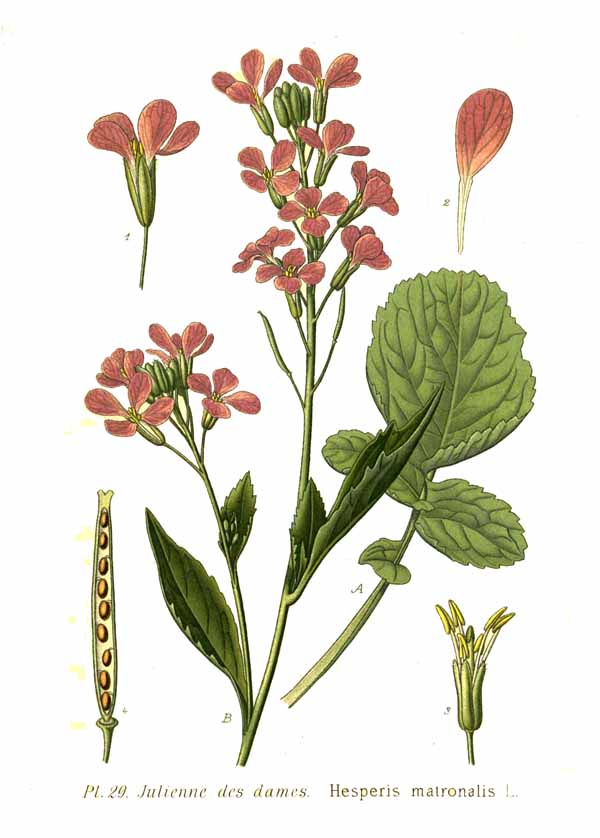 Hesperis matronalis