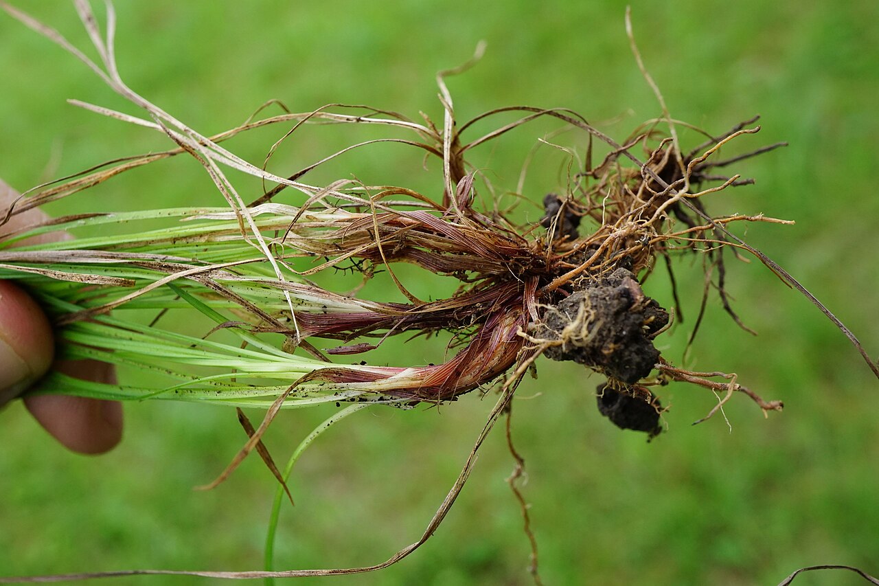 Carex montana
