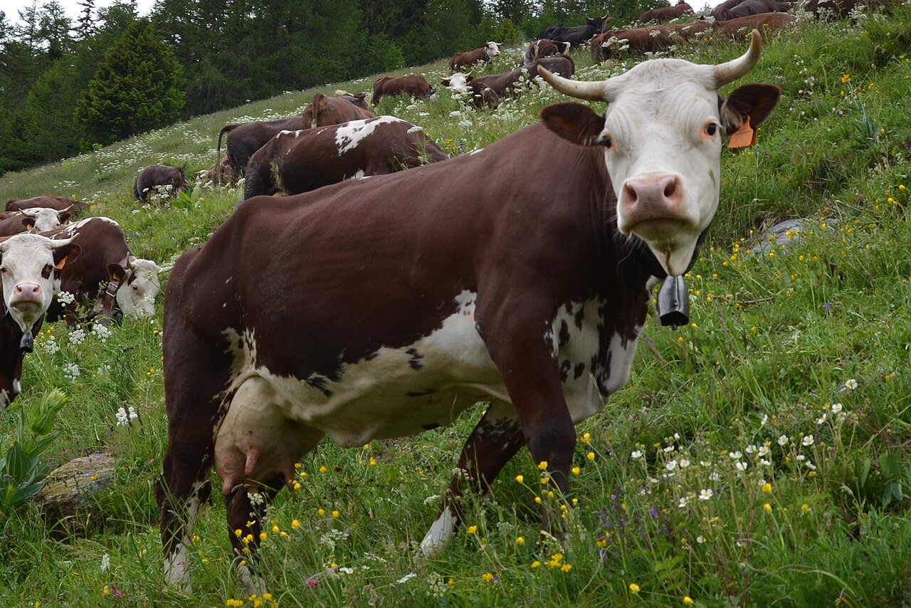 Aosta Red Pied