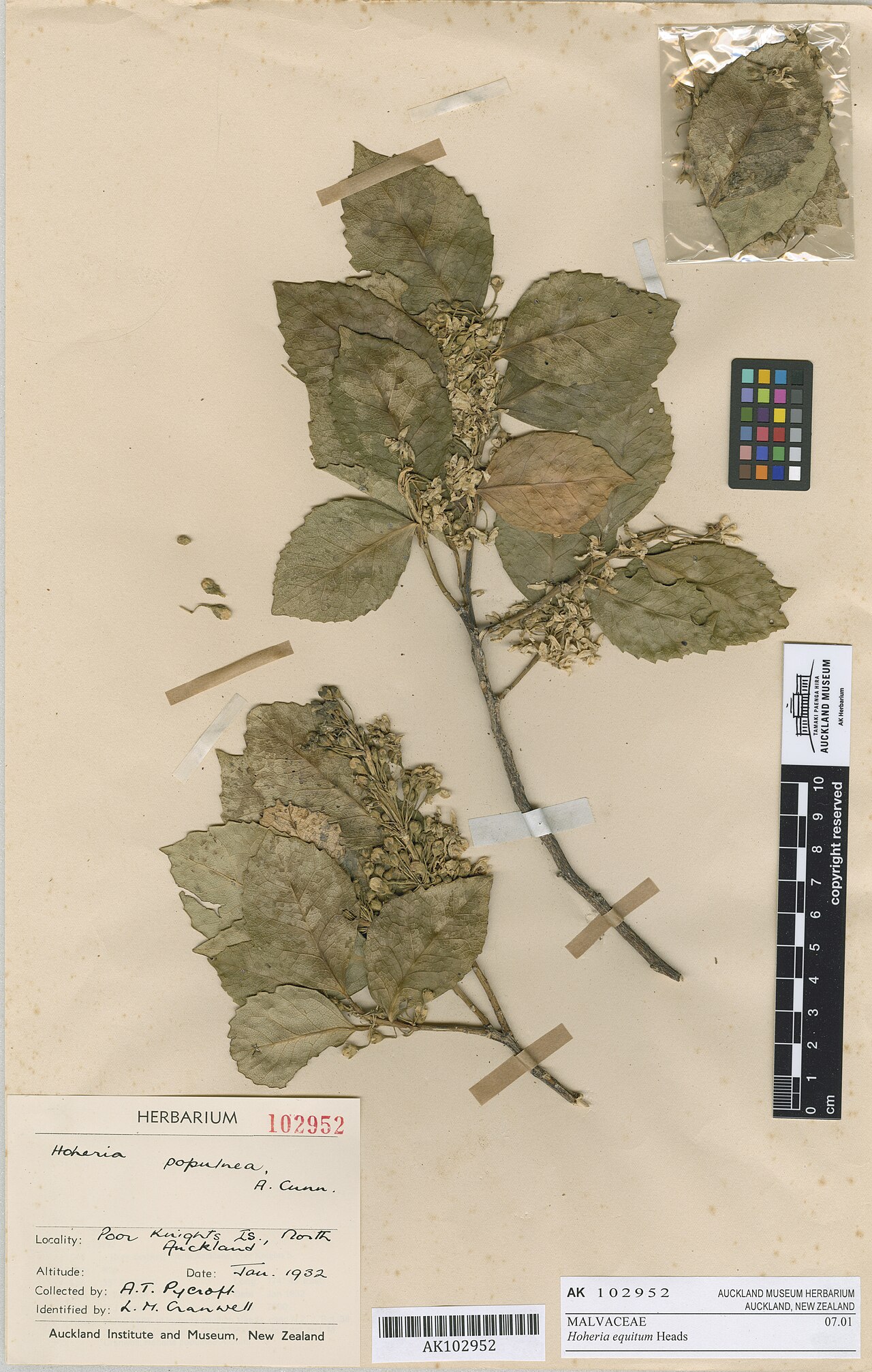 Hoheria equitum
