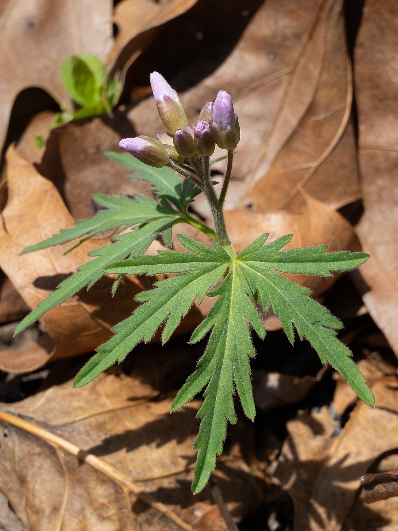 Cardamine concatenata