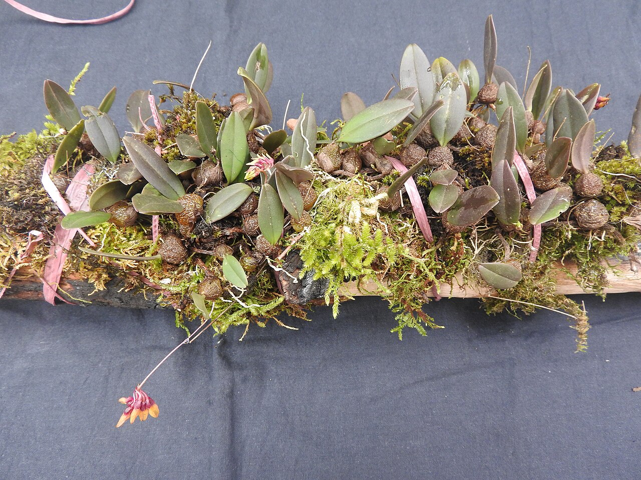 Bulbophyllum elegantulum