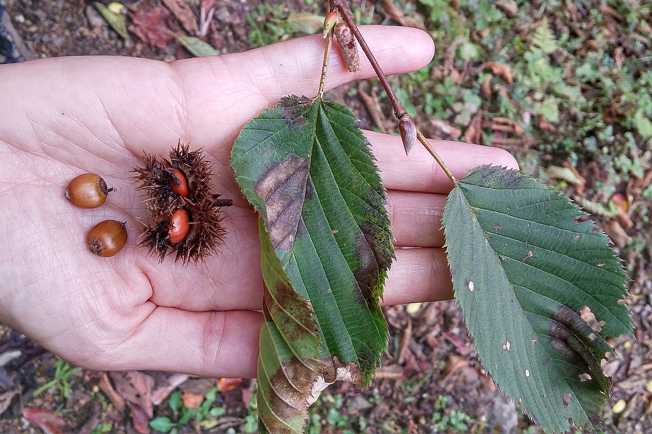Castanopsis hystrix
