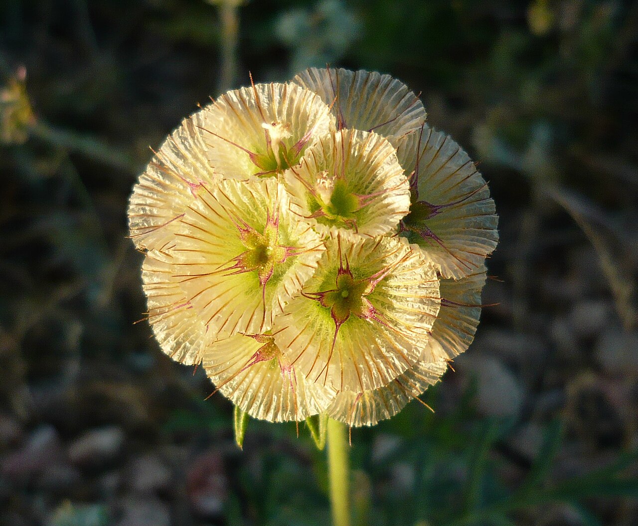 Lomelosia stellata