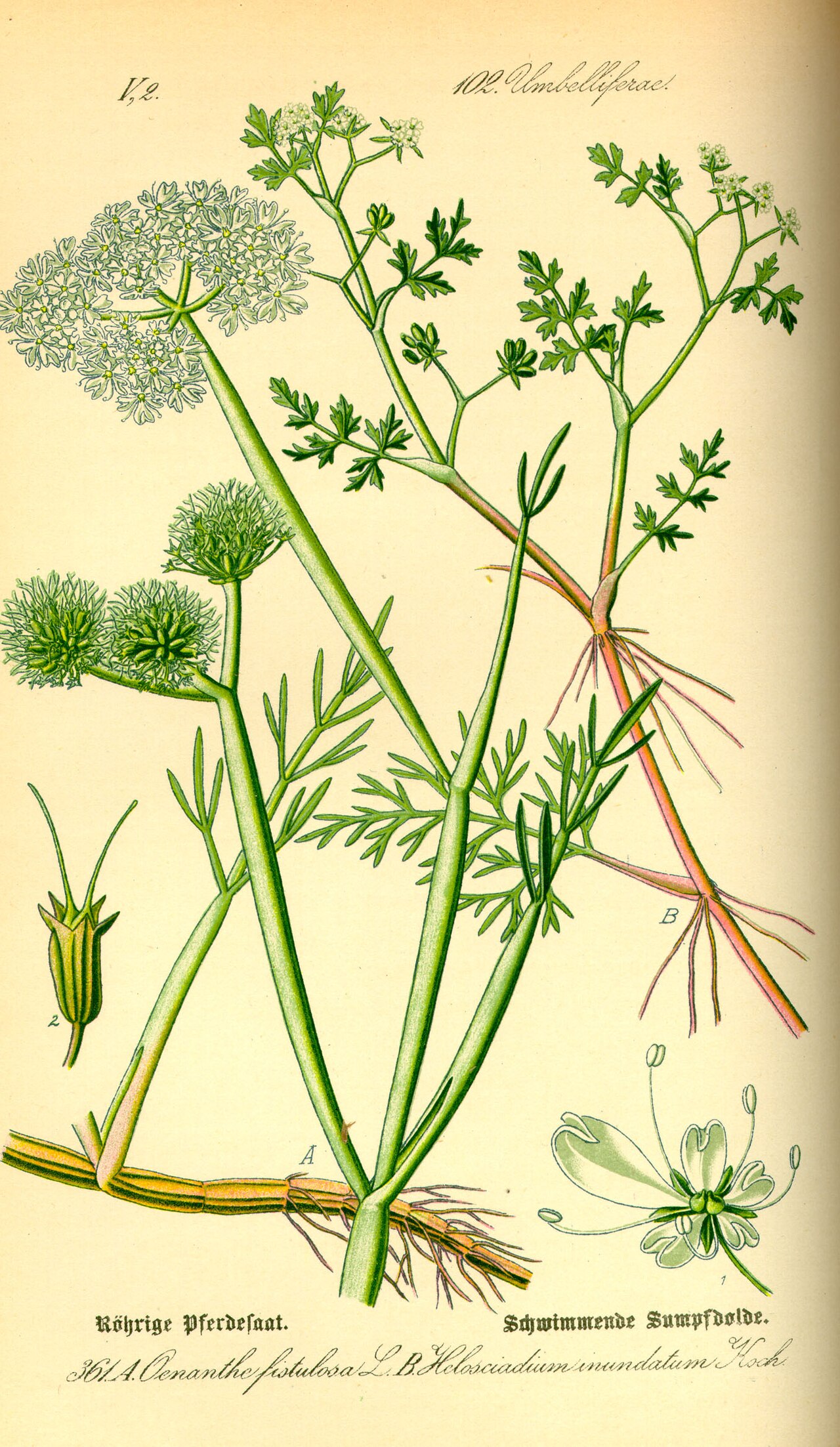 Helosciadium inundatum
